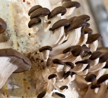 Production de champignons de qualité