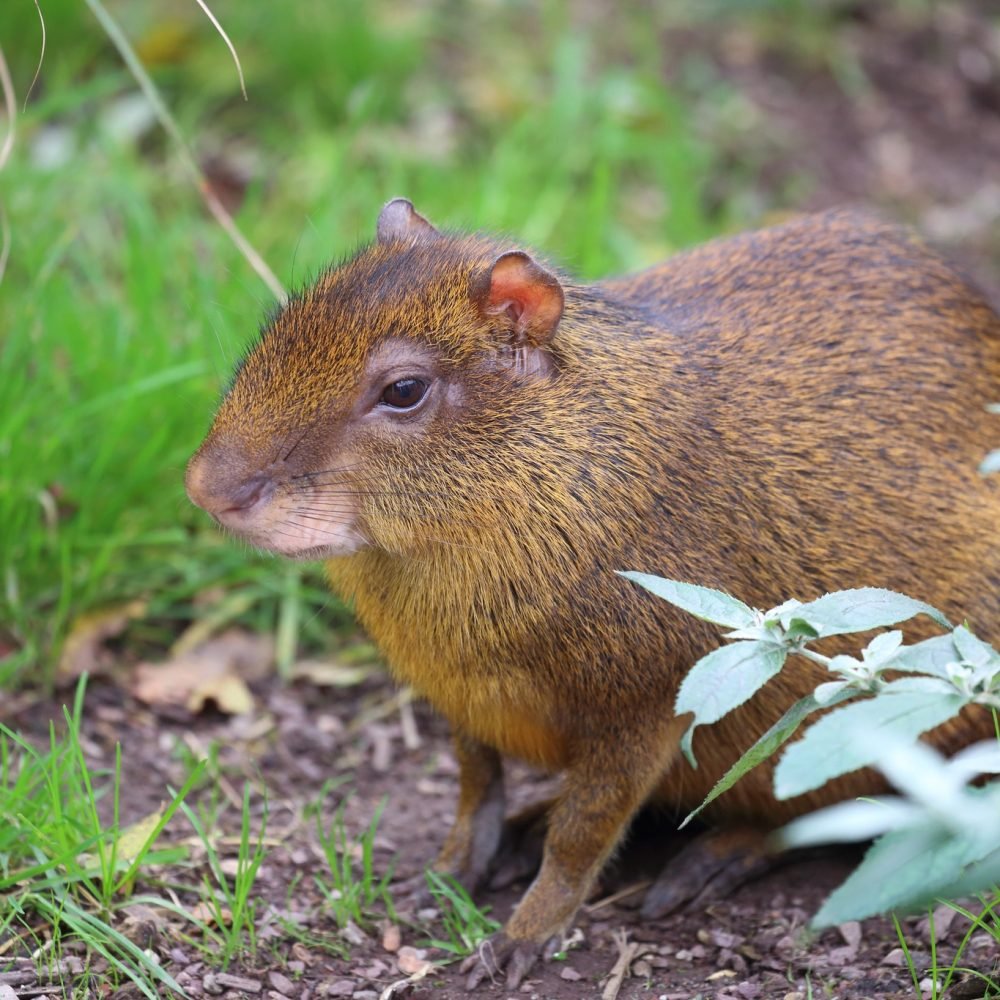 Aulacodes (agoutis) — Processus