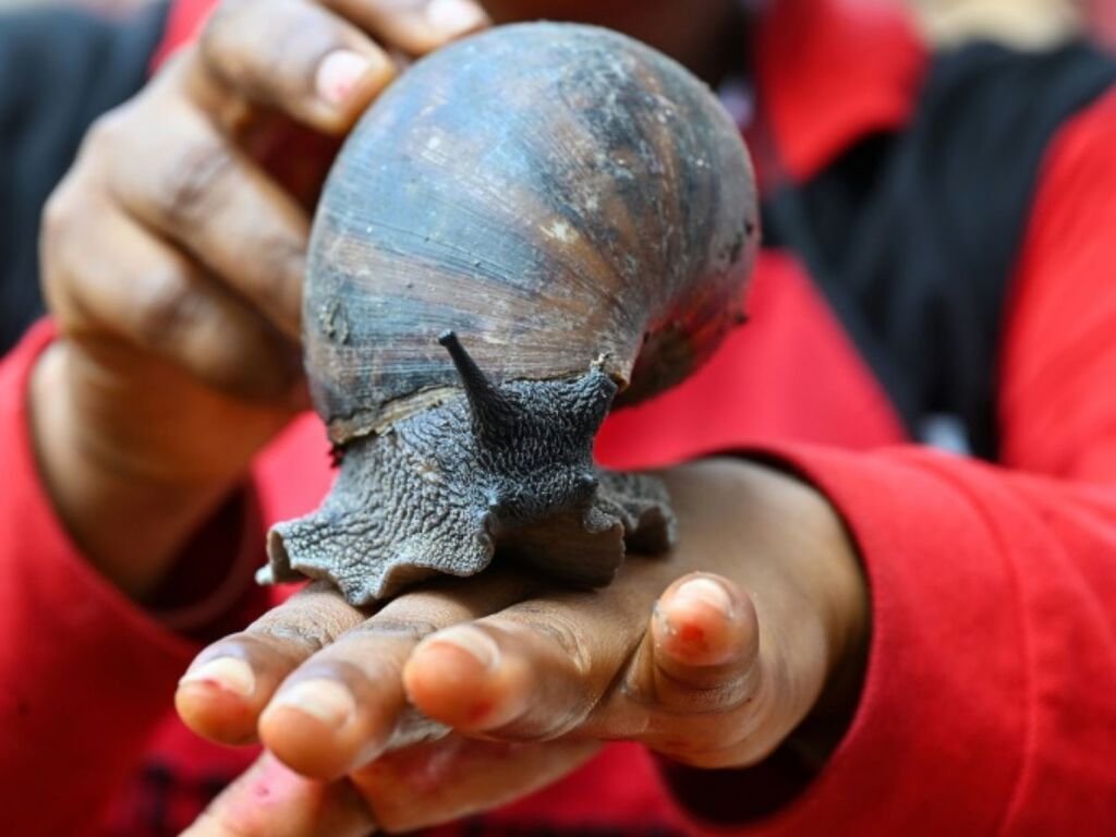 Escargots — Processus