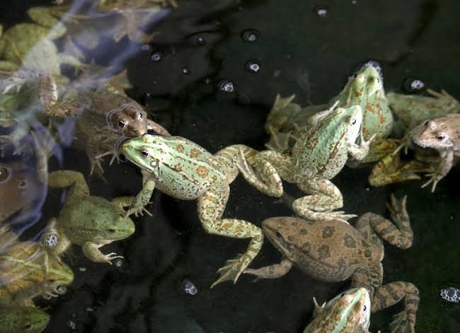 Grenouilles
