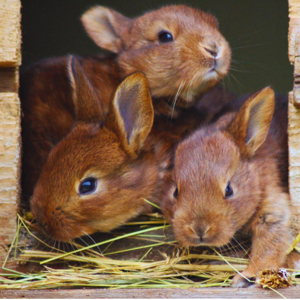 Lapins — Processus